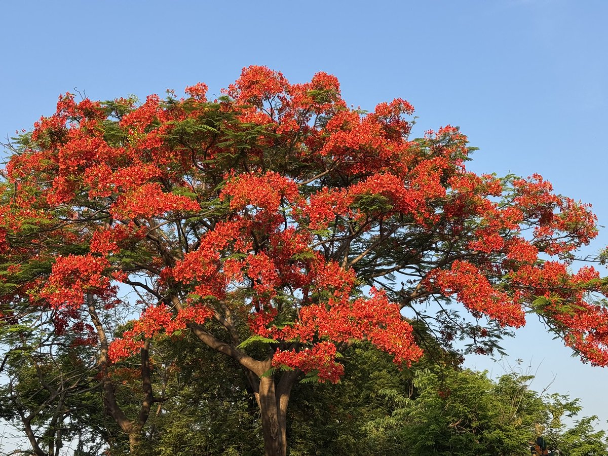 ✨ アベさん 🇹🇭 tweet media