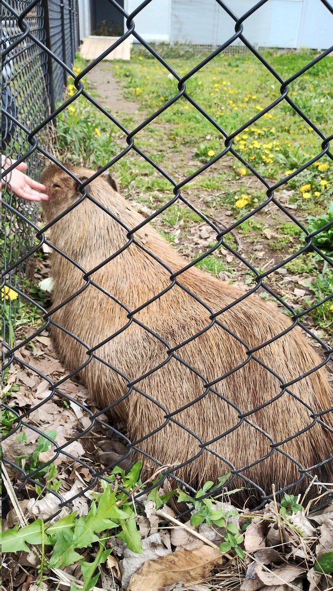 まいんP tweet media