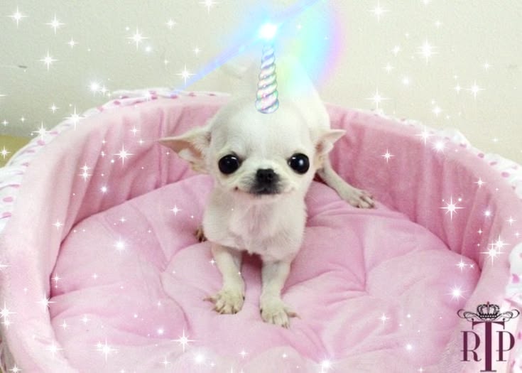 🍓🎀𝕾𝖆𝖈𝖗𝖎𝖋𝖎𝖈𝖎𝖆𝖑 𝖑𝖆𝖒𝖇🎀🍓 tweet media