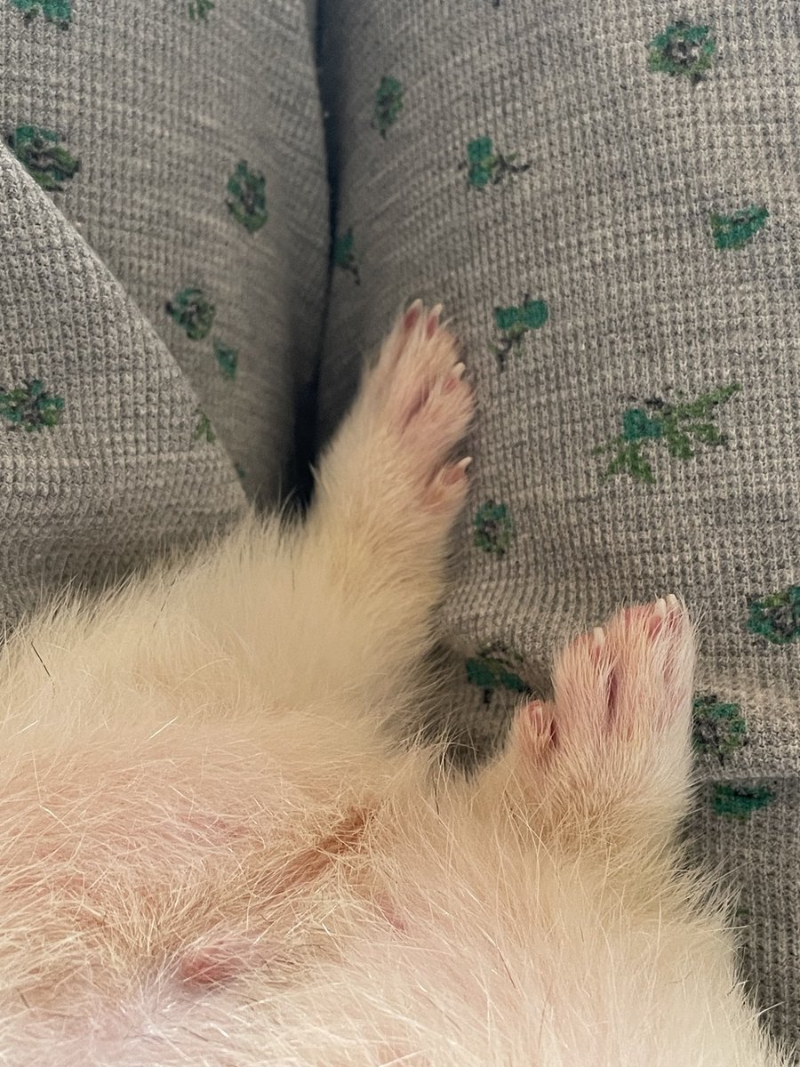 everyday_ferret tweet media