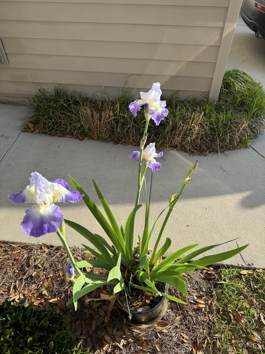 DMPete's tweet photo. Bearded iris really showed off this spring. https://t.co/WY7Al8aTny