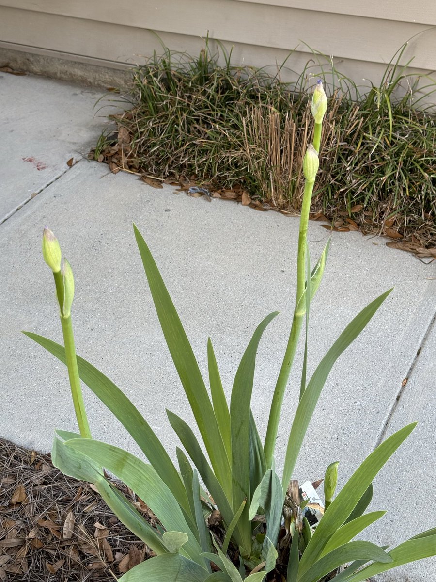 DMPete's tweet photo. Bearded iris really showed off this spring. https://t.co/WY7Al8aTny