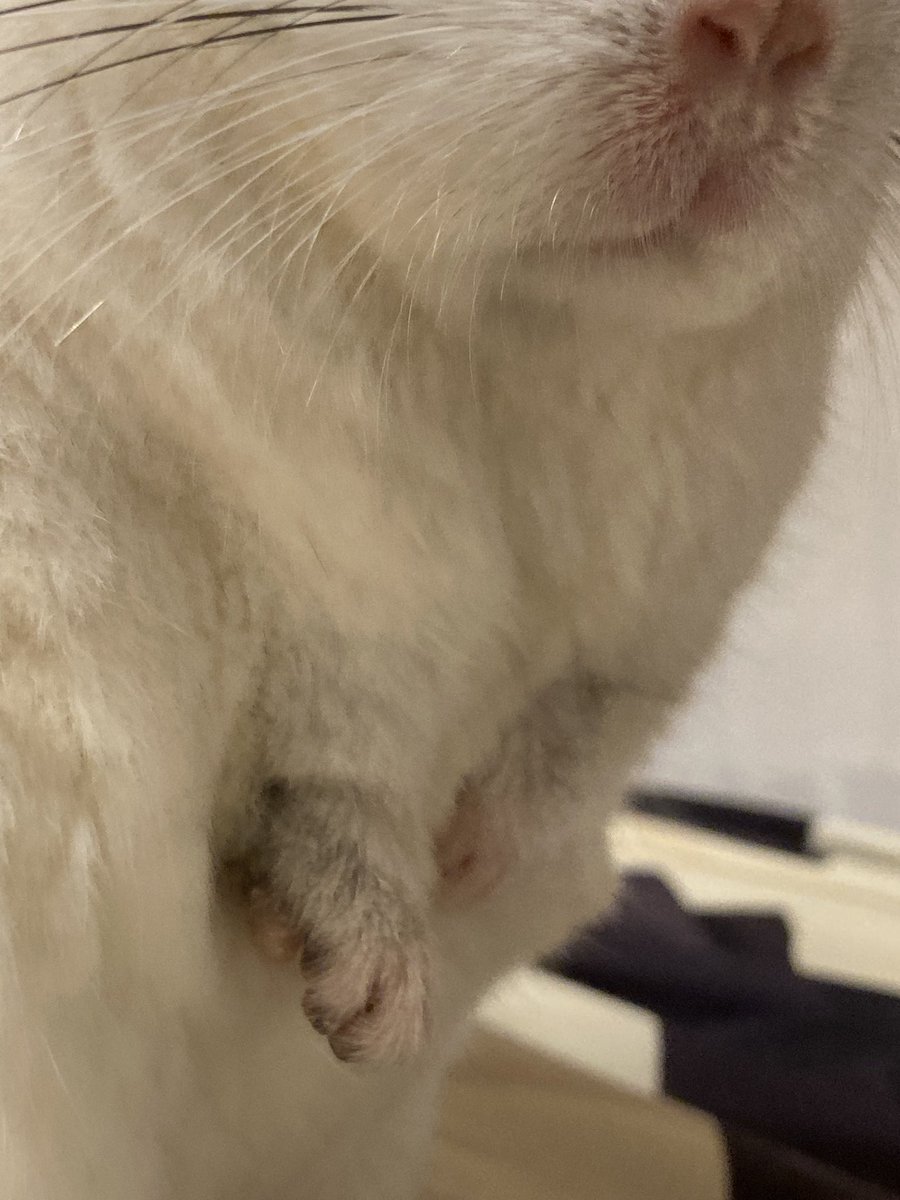 ハルノ tweet media