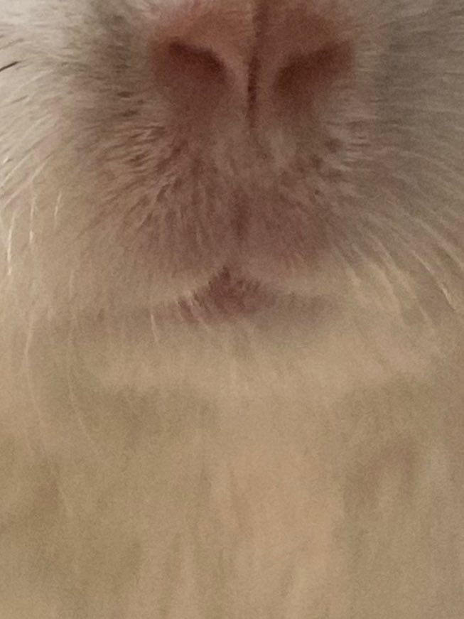 ハルノ tweet media