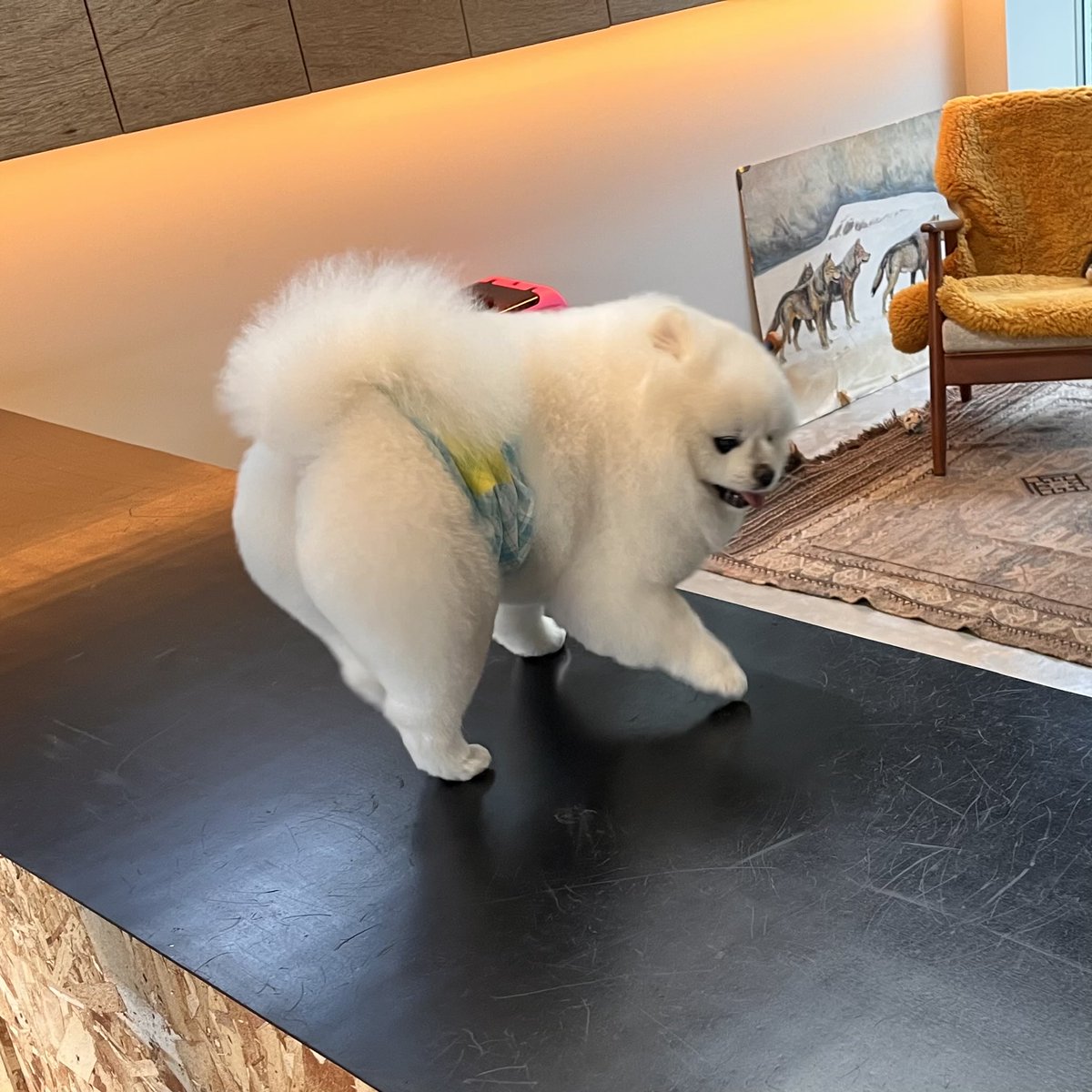 もふお@ぽめち tweet media