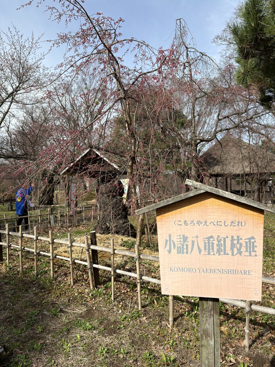 2026.4.6
開花宣言‼️

小諸城址・懐古園の観測木（ソメイヨシノ）にて5輪以上の開花が確認されましたので、先ほど開花宣言を行いました。昨年より5日早い開花となります。