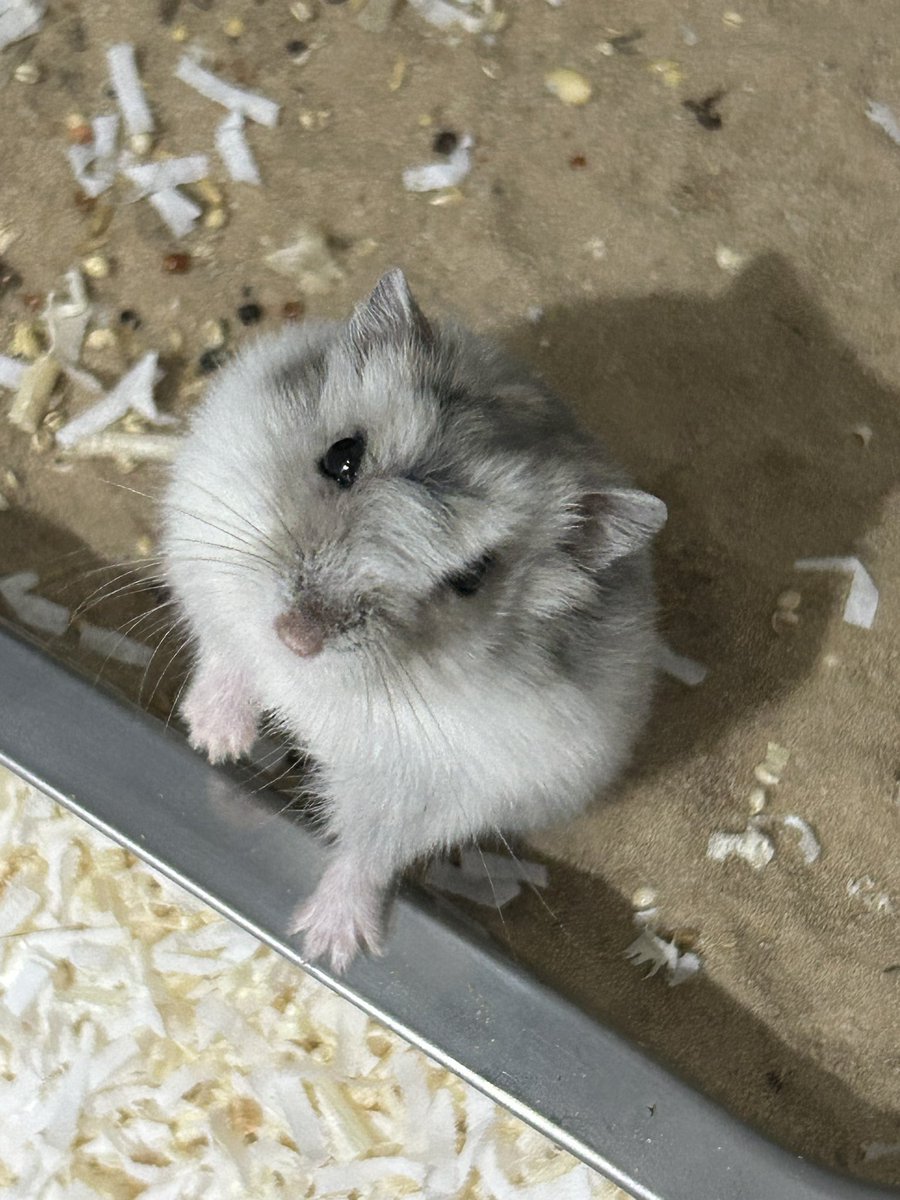 보니🐀 tweet media