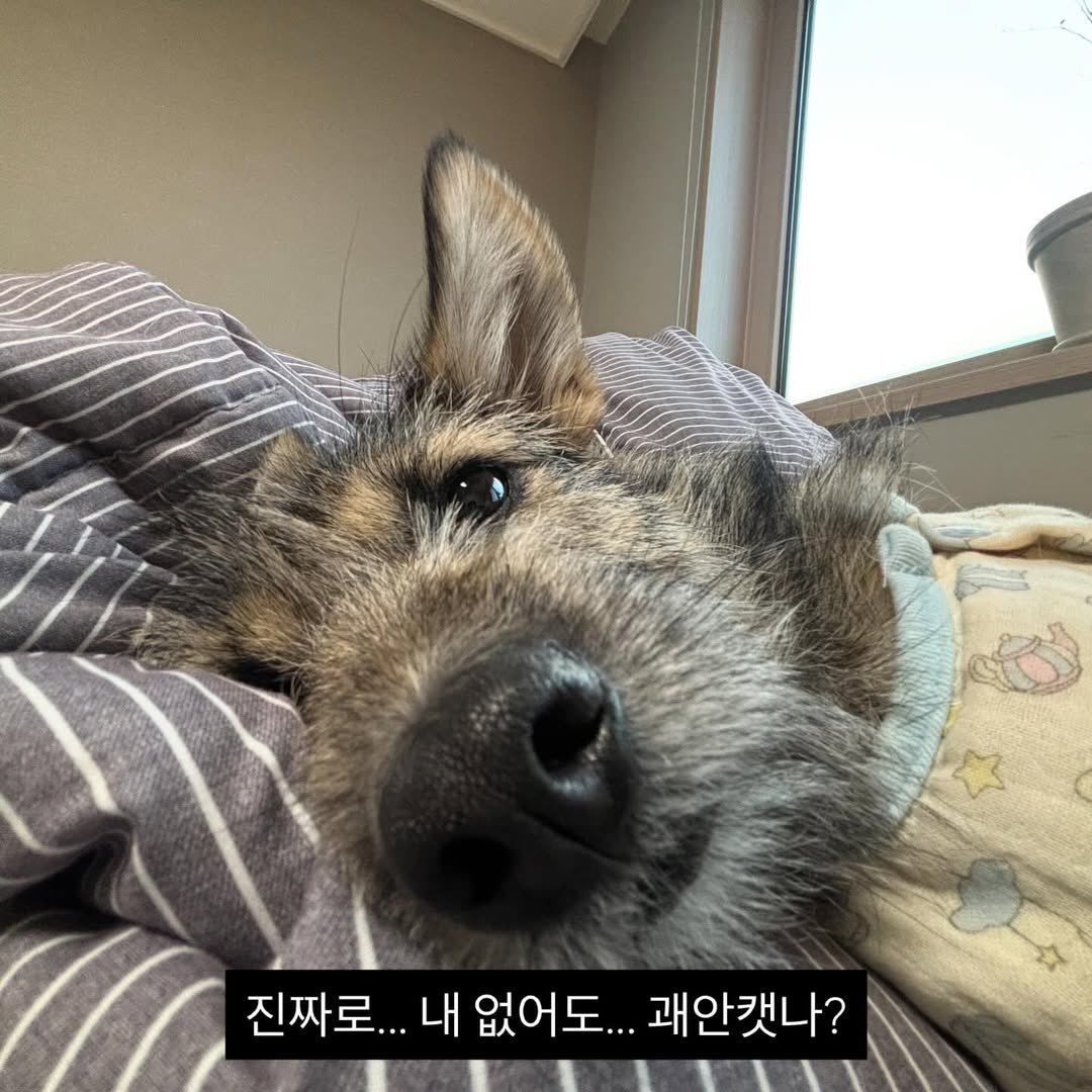 강보ㄹ| tweet media