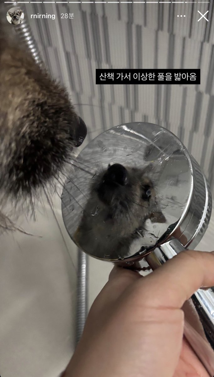 강보ㄹ| tweet media