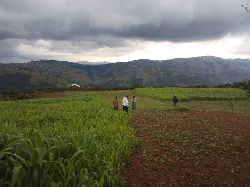 The Lens Reports tweet media