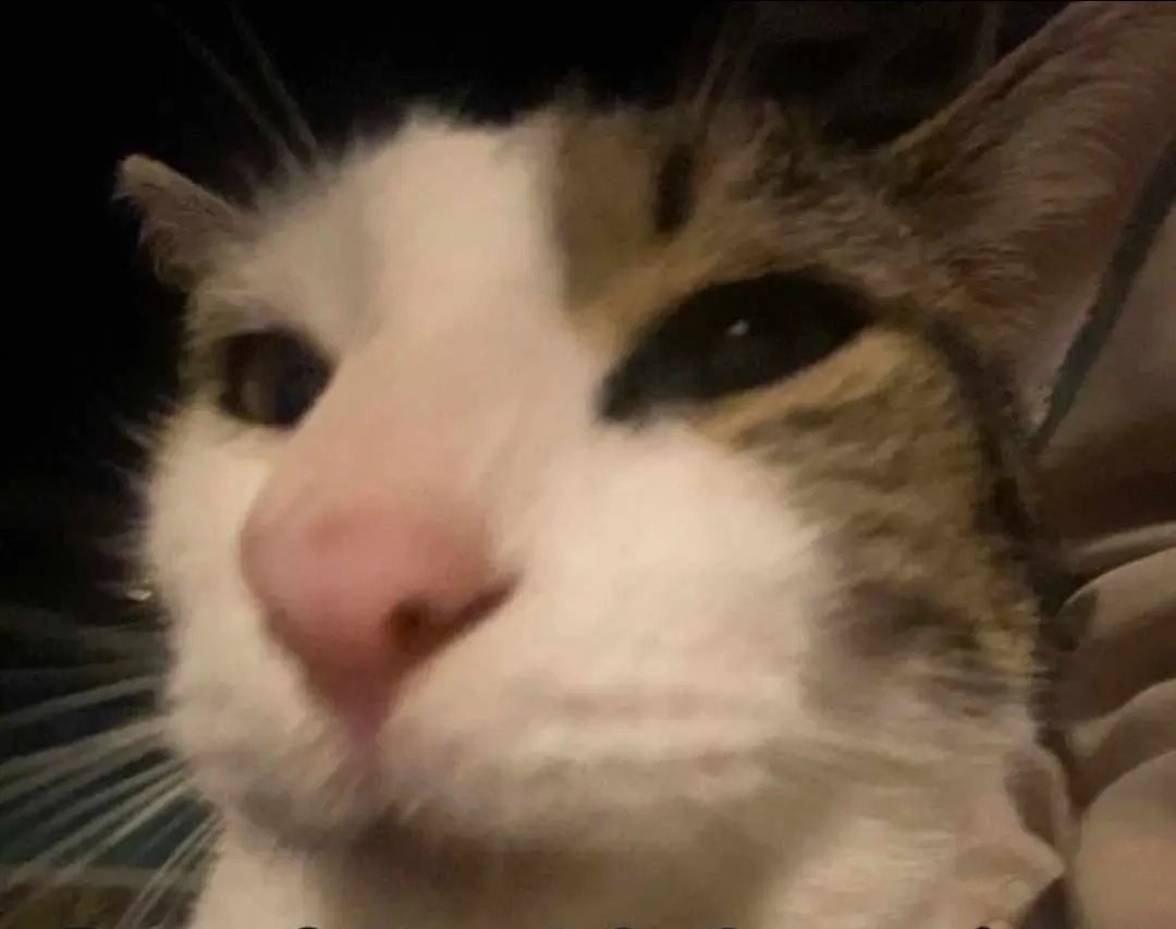 ✨️ Wolphi ✨️ tweet media