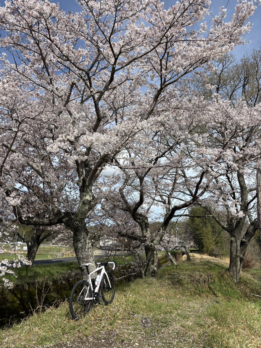 k_o_7193's tweet photo. 最後のお花見サイクリング🌸🚴‍♂️🌸
ポジション良い感じ‼️

 #花見
 #さくら
 #ロードバイク
 #SCOTT
 #ADDICTRC https://t.co/fbbNWnY5uR