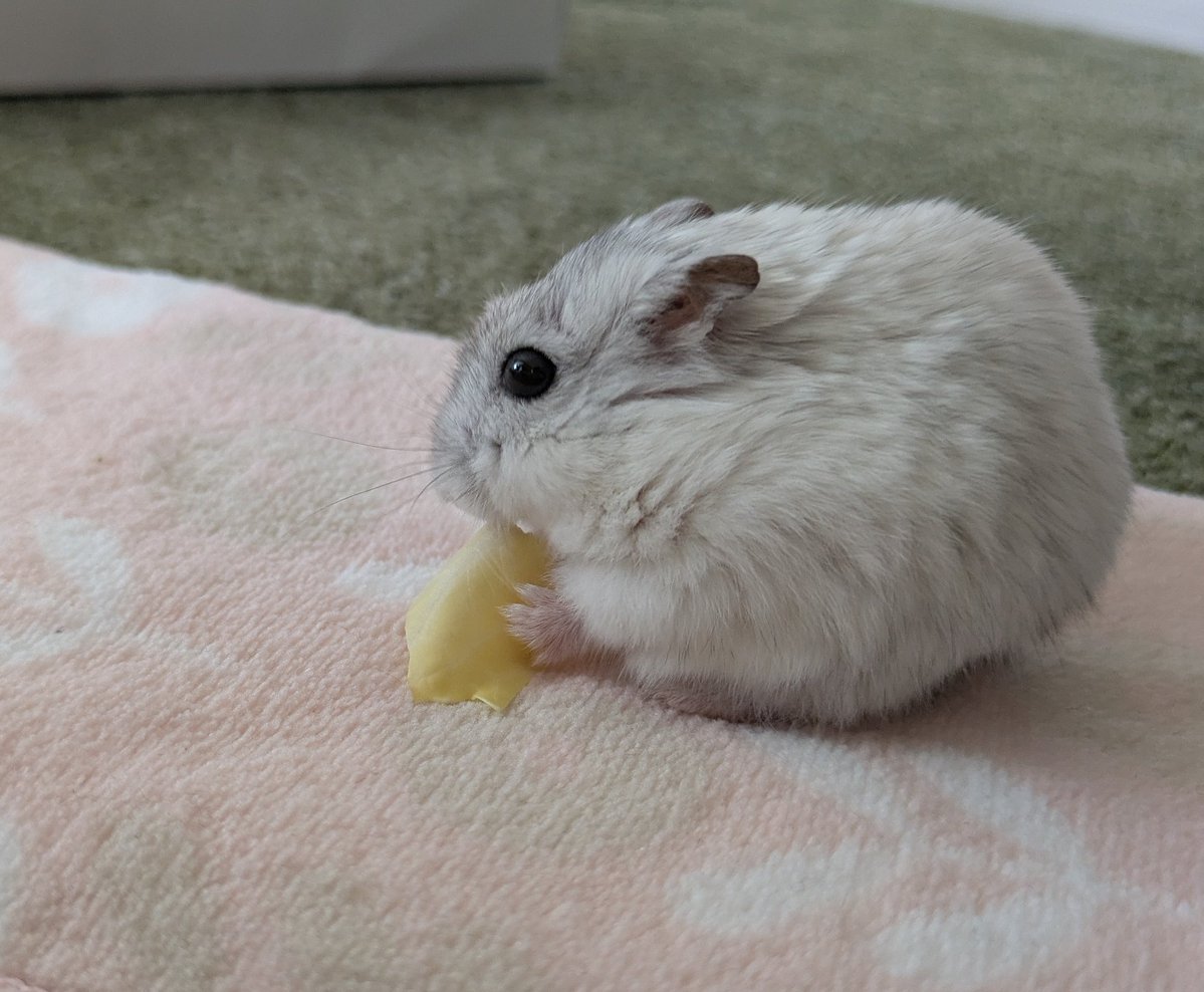 うちのすの。 tweet media