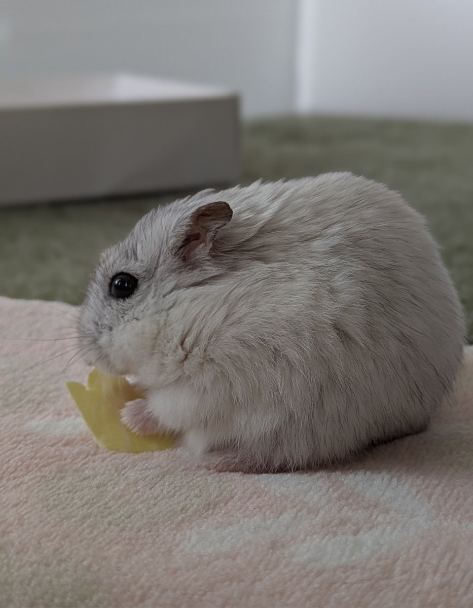 うちのすの。 tweet media