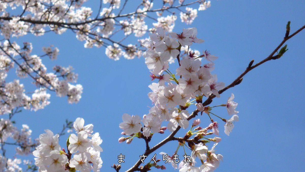 ﾀﾞ tweet media