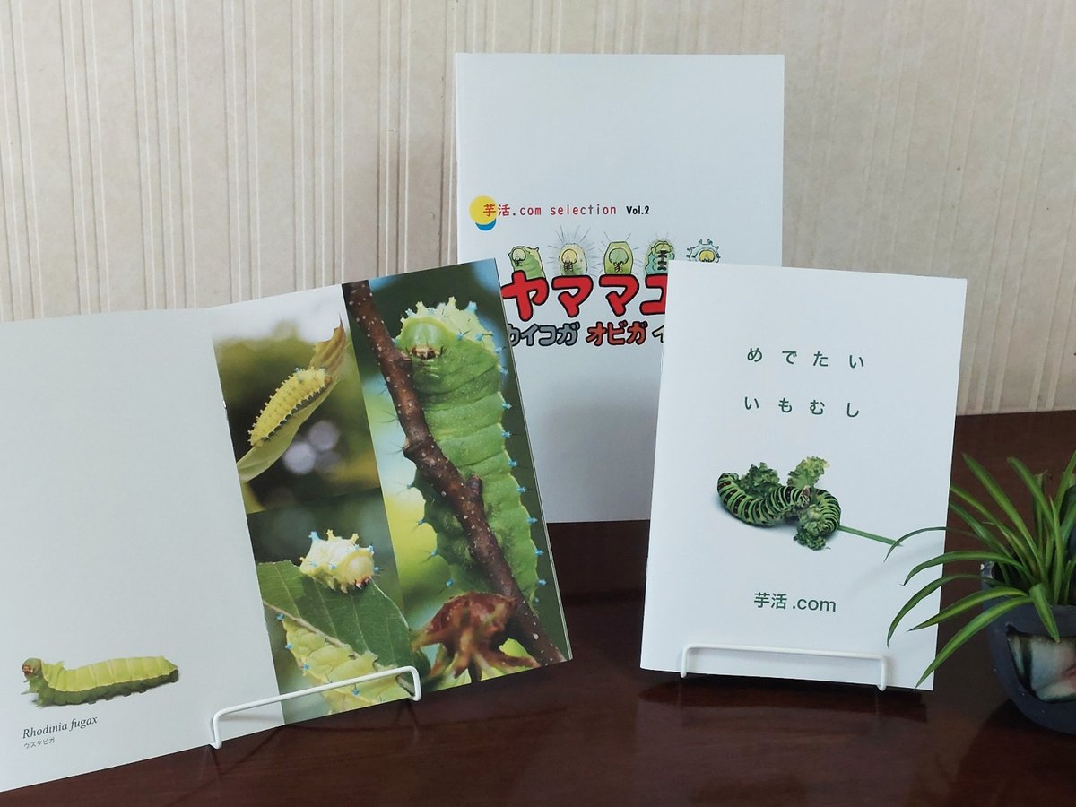 芋活.com【公式】 tweet media