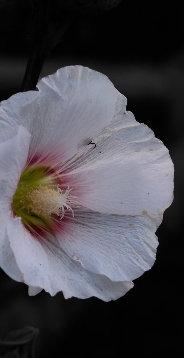 _Paritosh_ tweet media