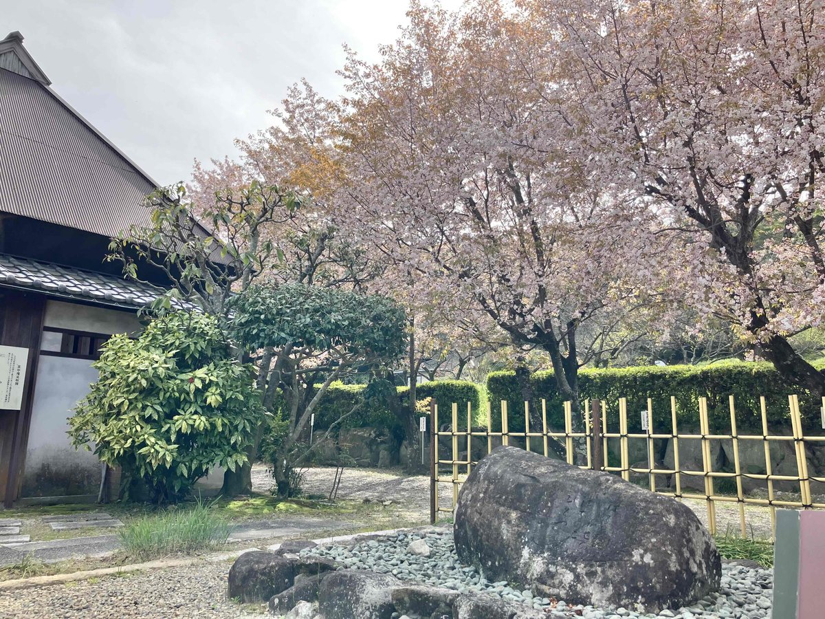 Ogori_Bunka's tweet photo. 其中庵のオゴオリザクラは満開を迎えていましたが、昨日の暴風雨でだいぶ散ってしまったようです。其中庵には、種田山頭火が住んでいたときからの柿の木が現存しているほか、彼が俳句に詠んだ草木が植栽されています。建物内部もご自由に見学可能ですので、資料館の展示と併せて散策してみてください。 https://t.co/xaJcLDZMAn