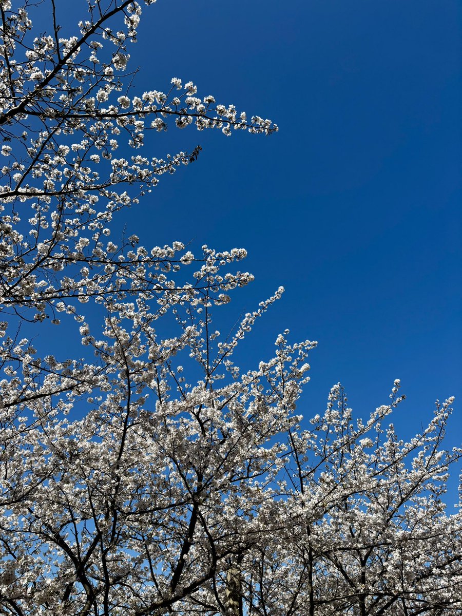 tawara_machi's tweet photo. 満開になると、もう次のシーンを思ってしまう……

散るという飛翔のかたち
花びらはふと微笑んで枝を離れる

さくらさくらさくら咲き初め咲き終り
なにもなかったような公園 https://t.co/vbMJEFDXJ1