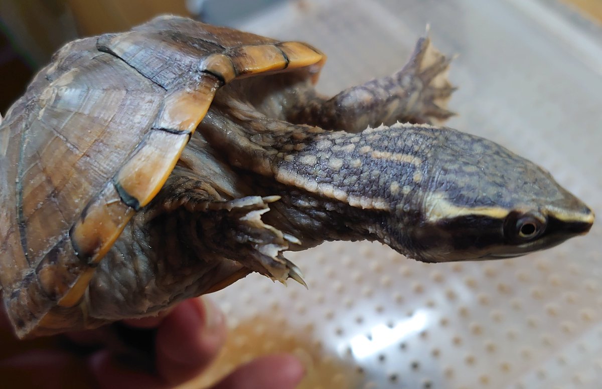 /AILEEN@あいりん（21） tweet media