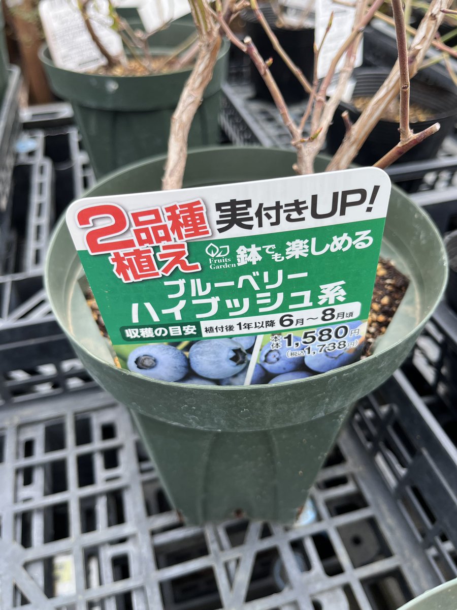 宮崎大輔🍓イチゴテック tweet media