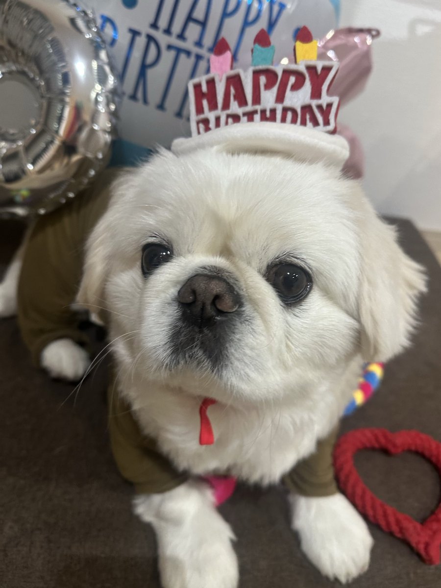 マンモーニ・ペコ tweet media