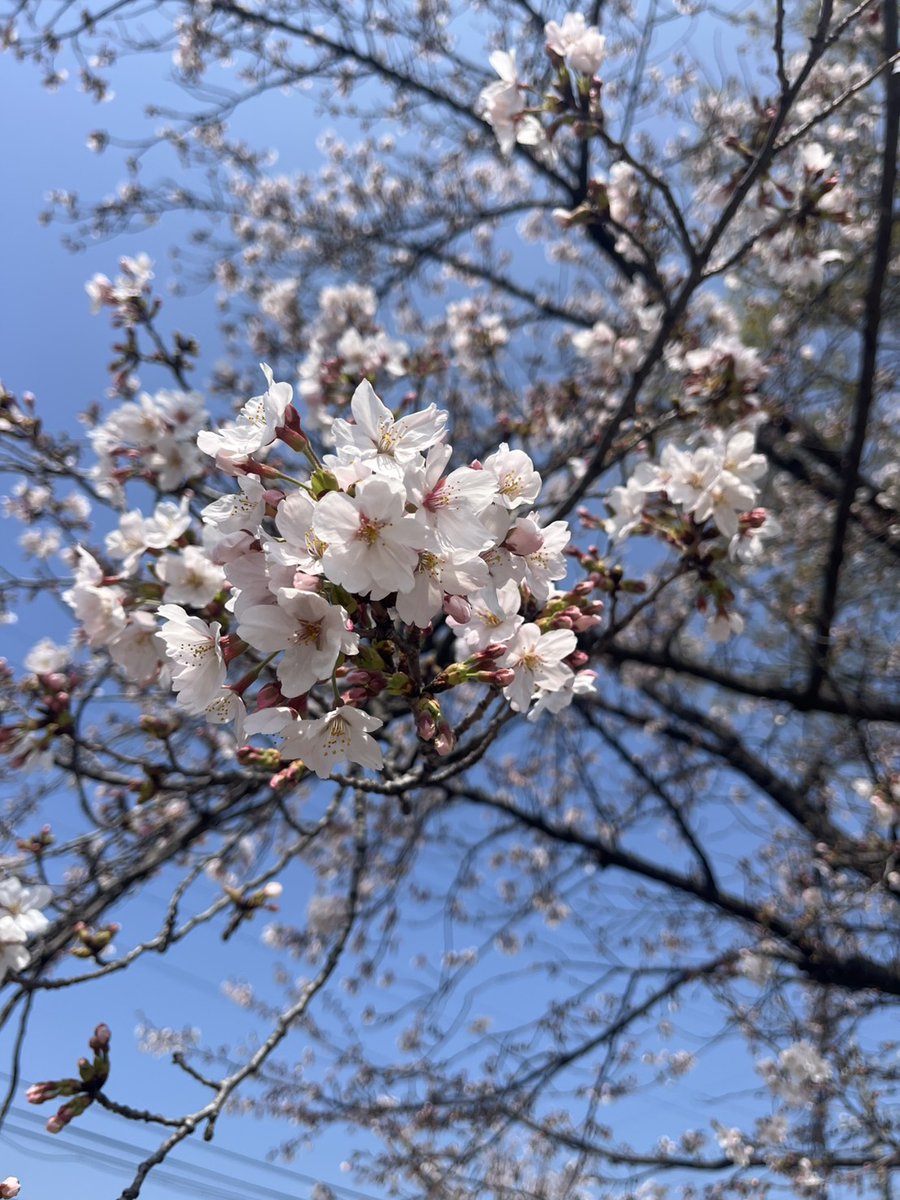 もいぷ tweet media