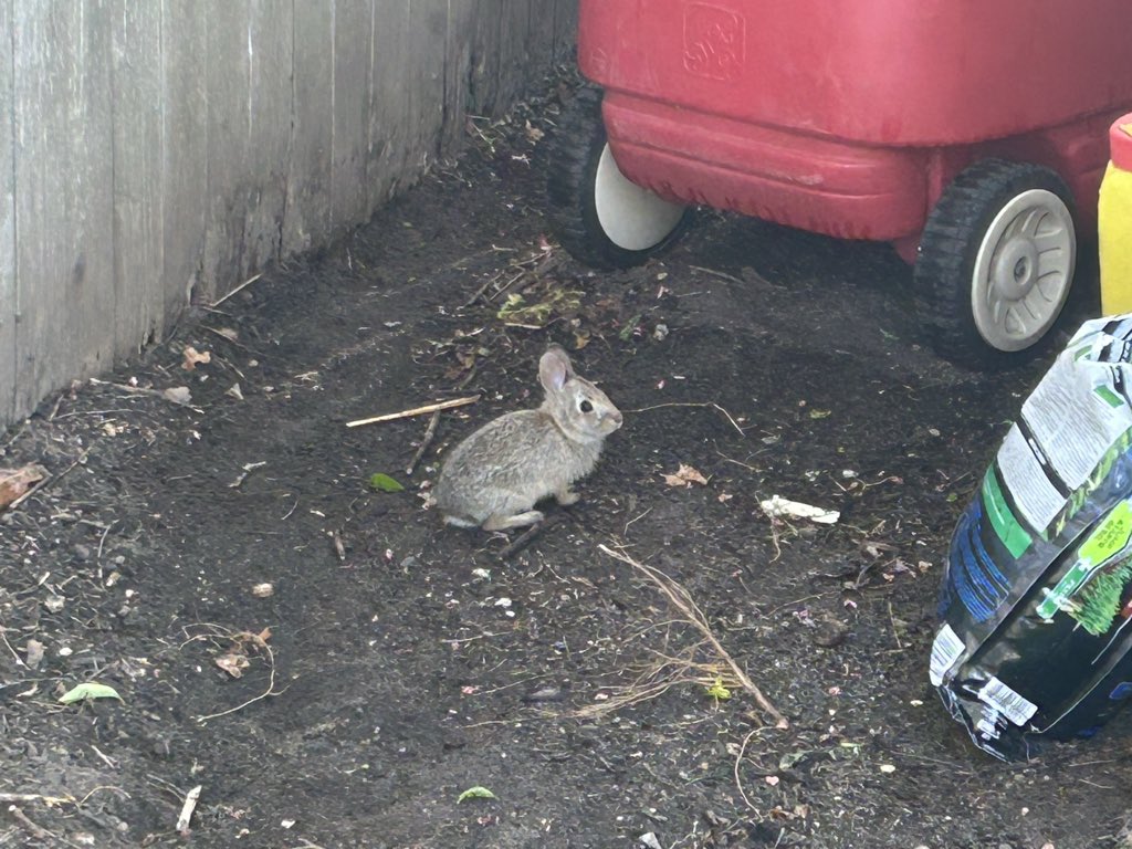 Coconutpete tweet media