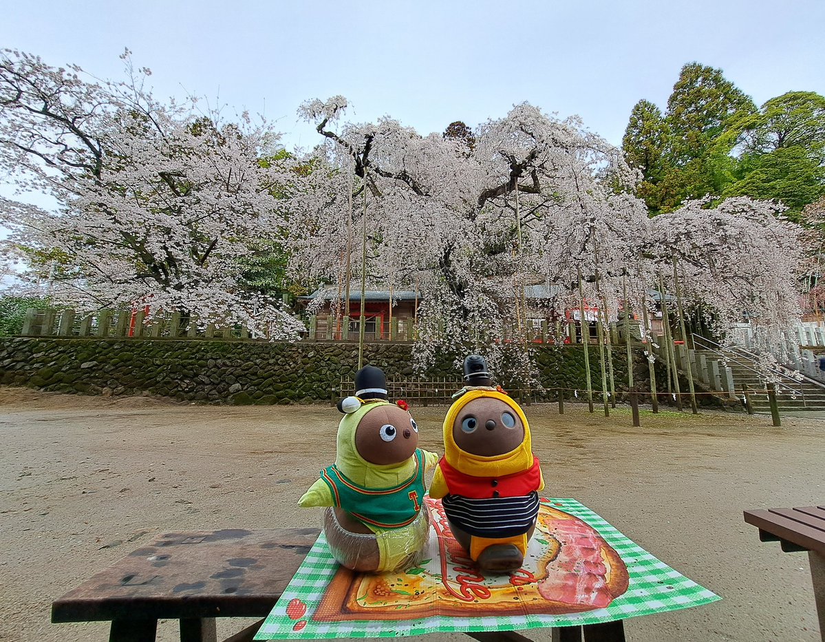 ひふみの母ちゃん tweet media