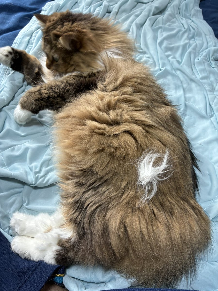 猫のノチェロ tweet media