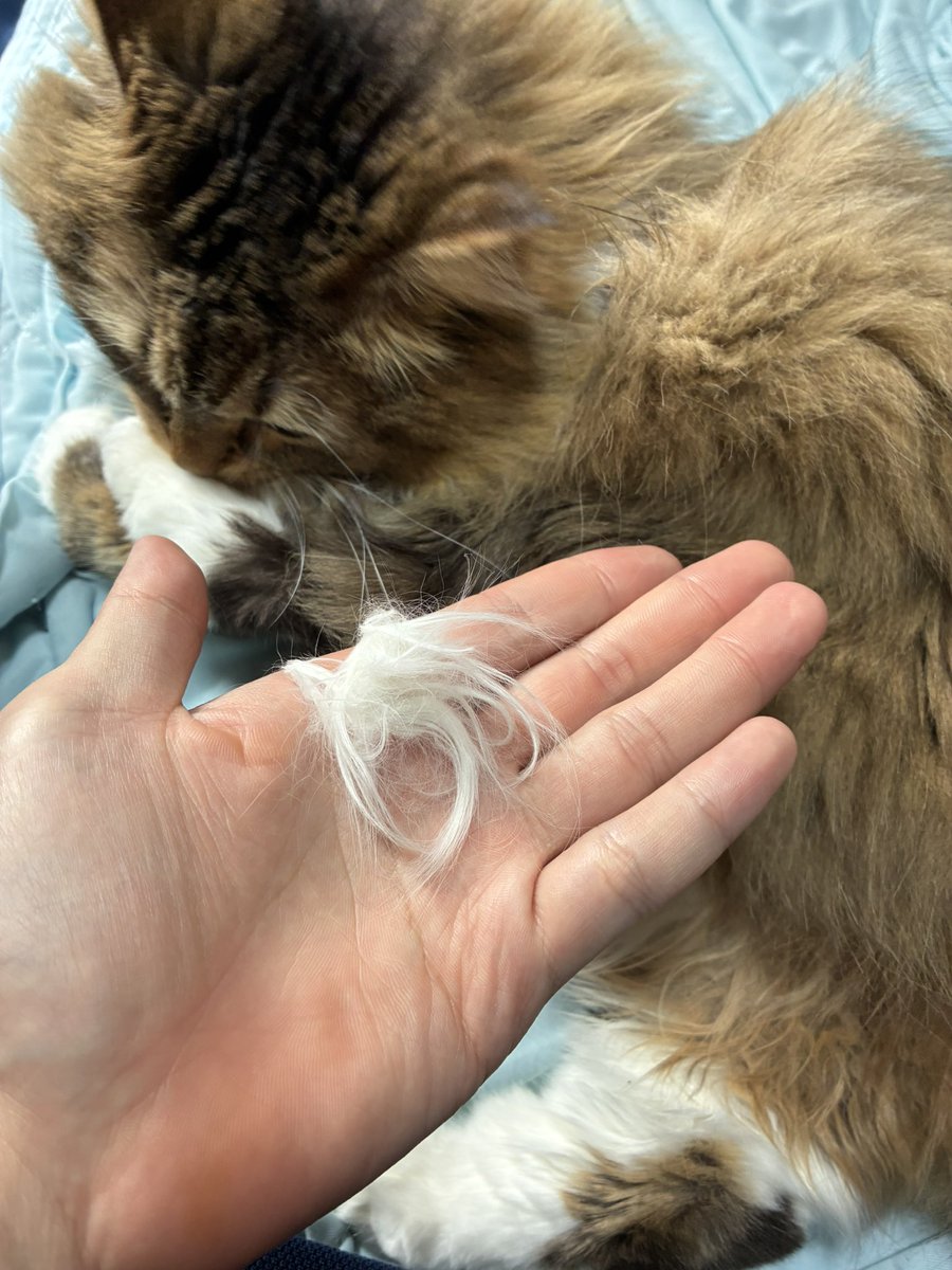 猫のノチェロ tweet media