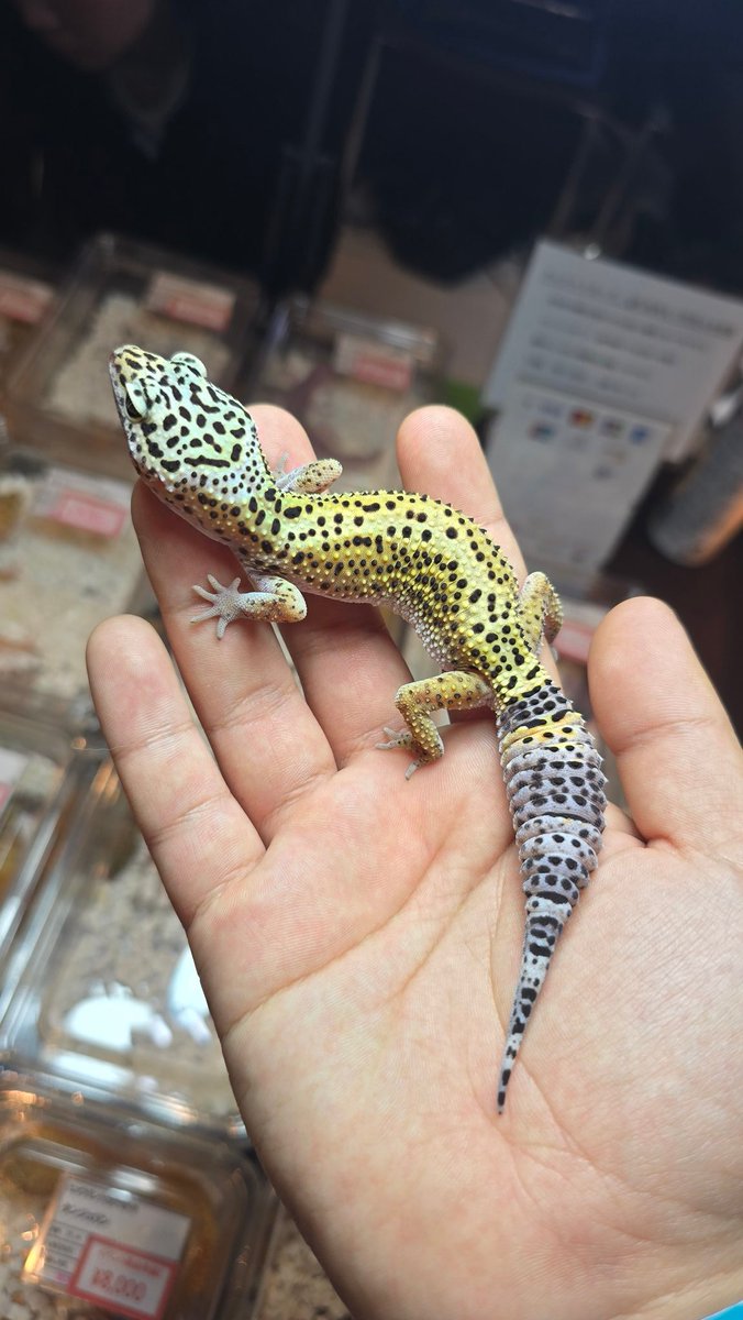 あまやどり tweet media