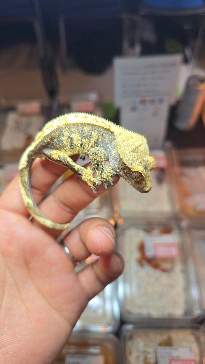 あまやどり tweet media