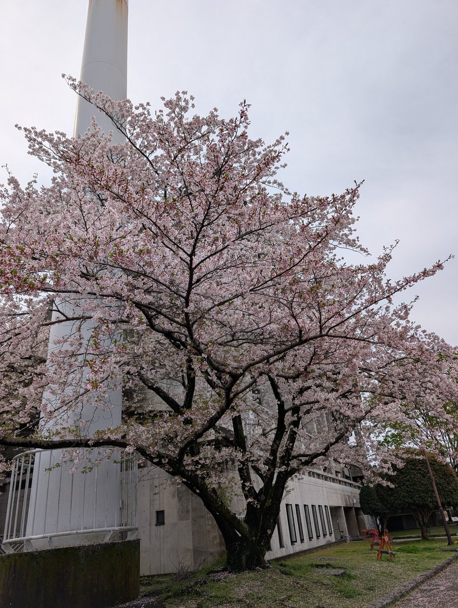 海月亭 tweet media