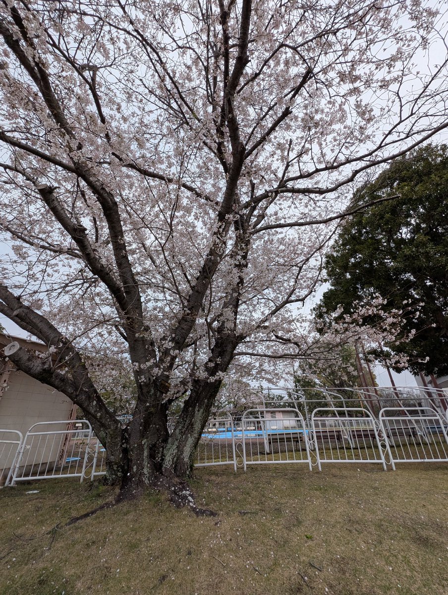 海月亭 tweet media