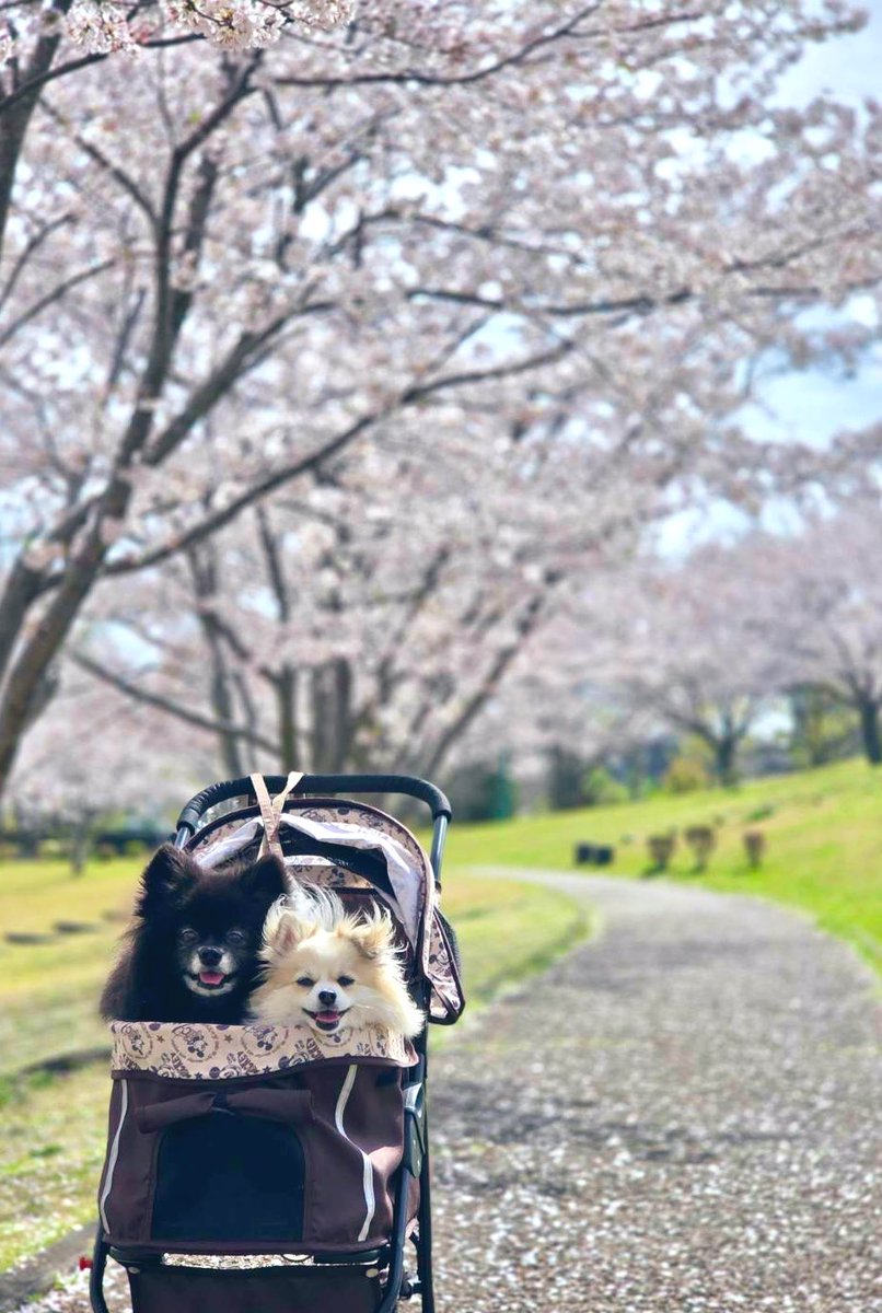 りん𖣂🐿️🧡𖣂 tweet media