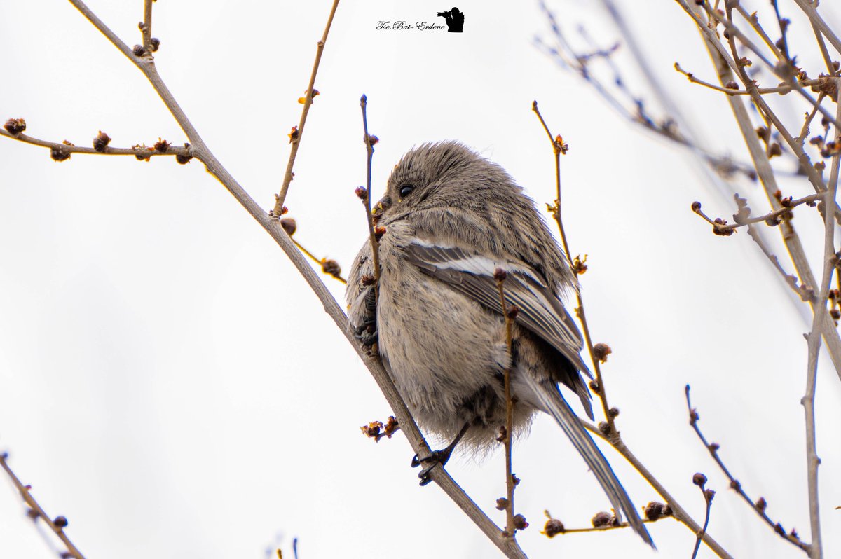 𝓣𝓼.𝓑𝓪𝓽-𝓔𝓻𝓭𝓮𝓷𝓮 🕉 tweet media