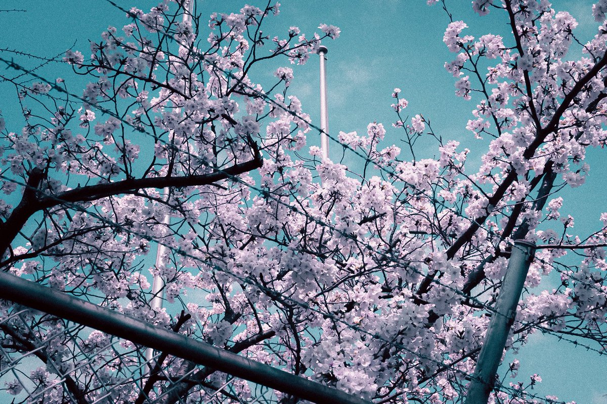 ぽてちー tweet media