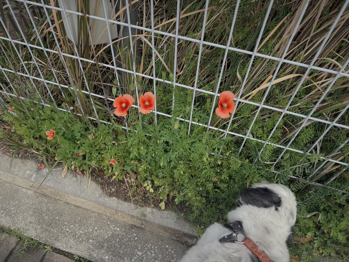 𝙥𝙪𝙩𝙚 tweet media