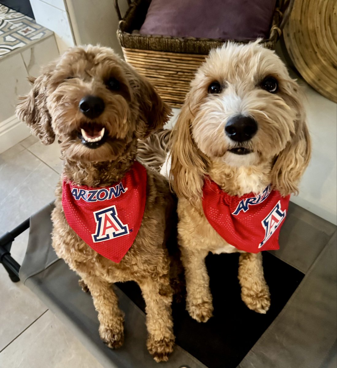 AZDoodleMom 🌵🐶💙 tweet media