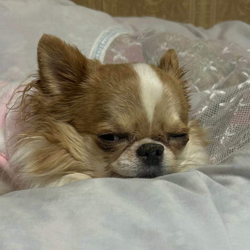 えちごやとちわわ tweet media