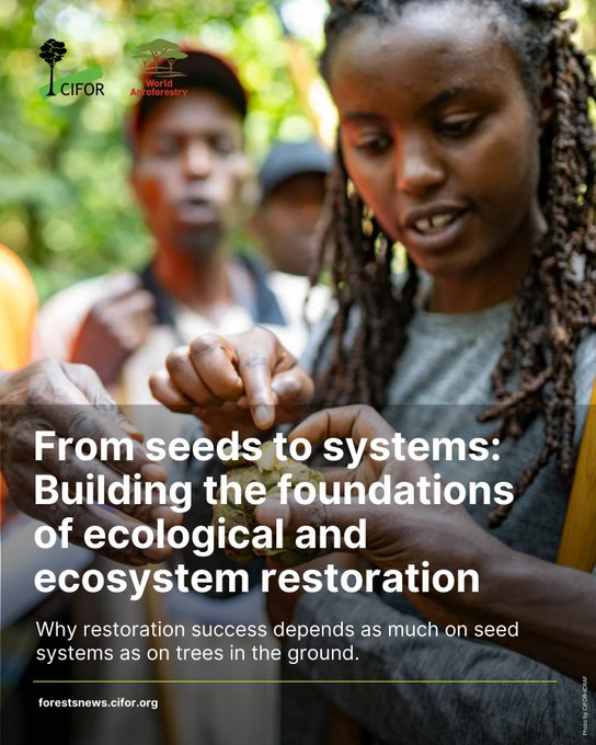 CIFOR_ICRAF's tweet image. Restoration doesn’t start with trees in the ground, it starts with the right seed.

Read why quality, diversity and climate-appropriate seed systems are the foundation of lasting ecosystem restoration.

Full story:➡️ bit.ly/4t0KbLo

#TreesPeoplePlanet