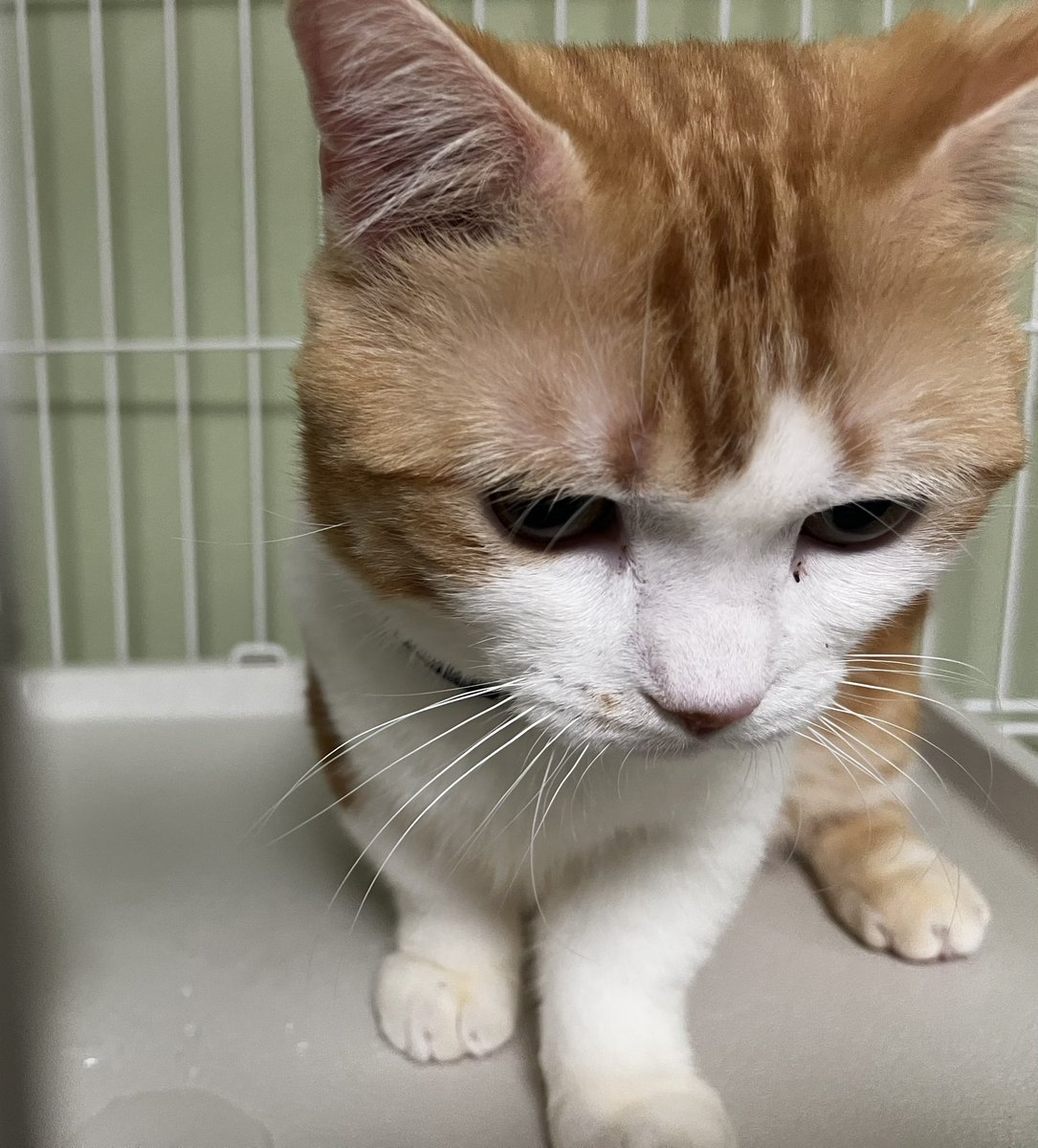 あや(TH) tweet media