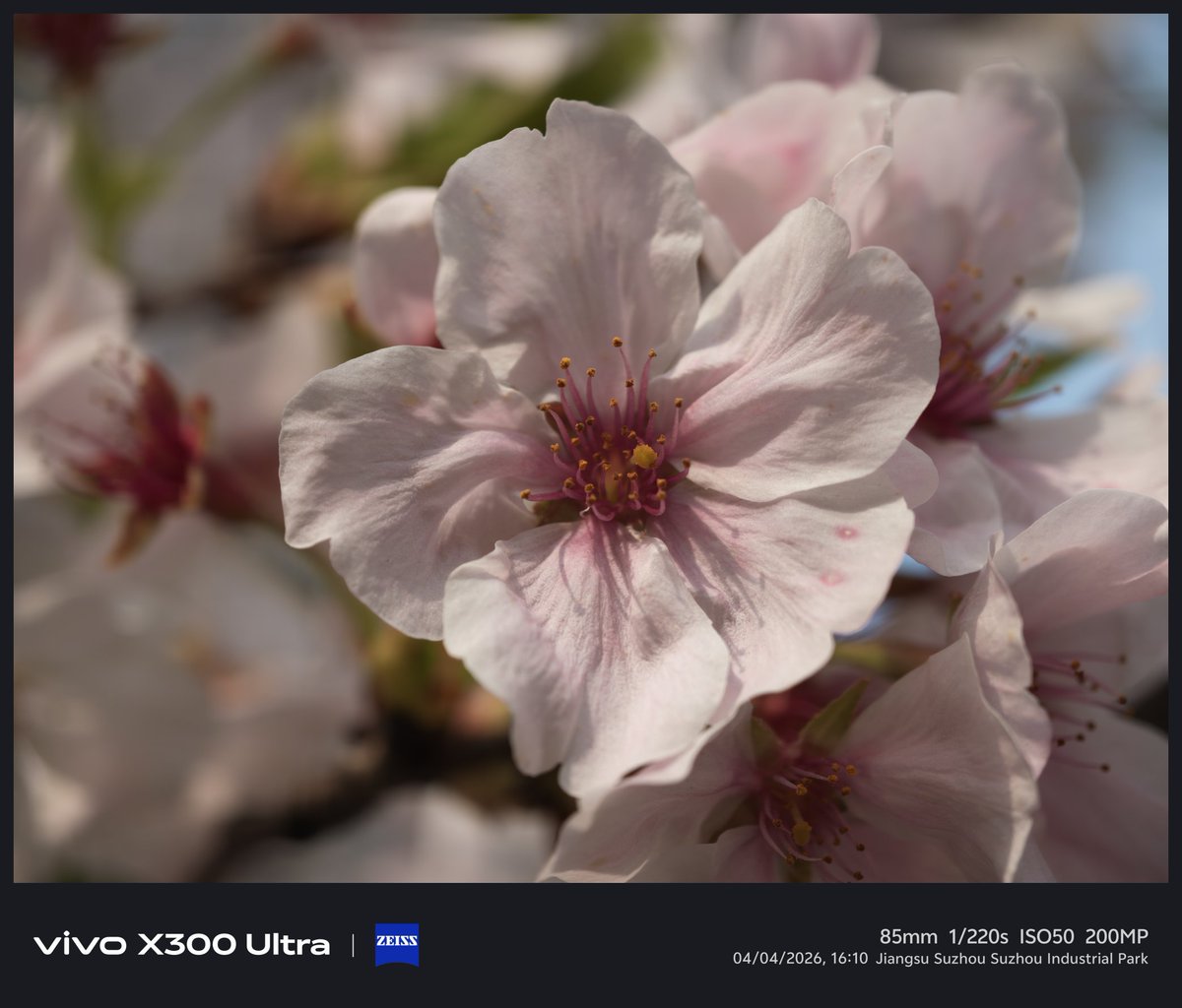 Xavvyro's tweet photo. @PAIOnePercent @xJohnnyManueLx I agree, Vivo X300U 200MP mode is very impressive, considering it can take it in under 1 second. Even though the it may be lacking a bit compared to other phones with 8s of capture , it will also yield a more natural (non-AI enhanced) sharpness. Also AI can be turned off. https://t.co/Guh7G5ogKR