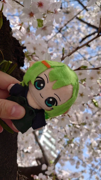 お花見です