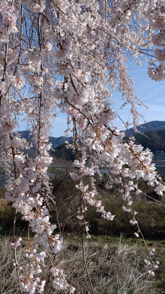 用事があって一時帰国中。
富士山と枝垂れ桜。