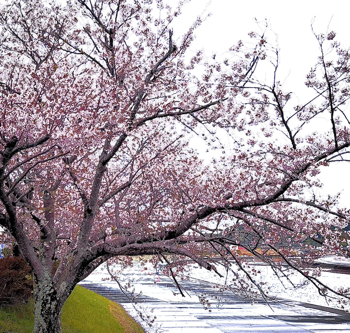 にひぃみ tweet media