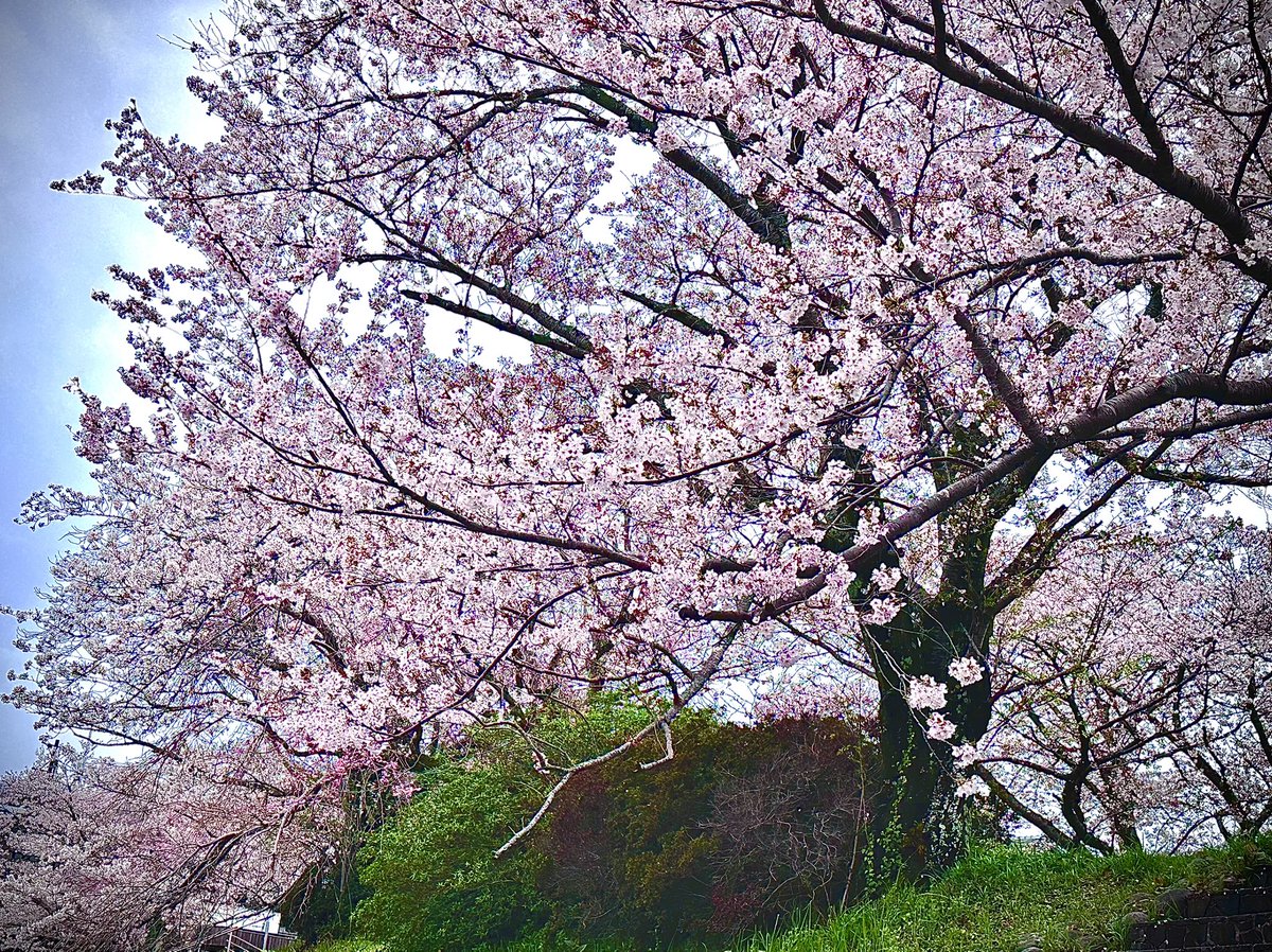 にひぃみ tweet media