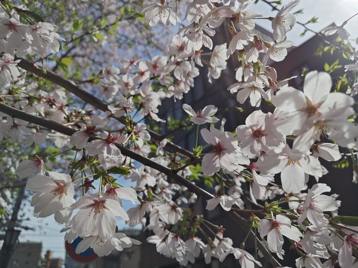 サーペント tweet media