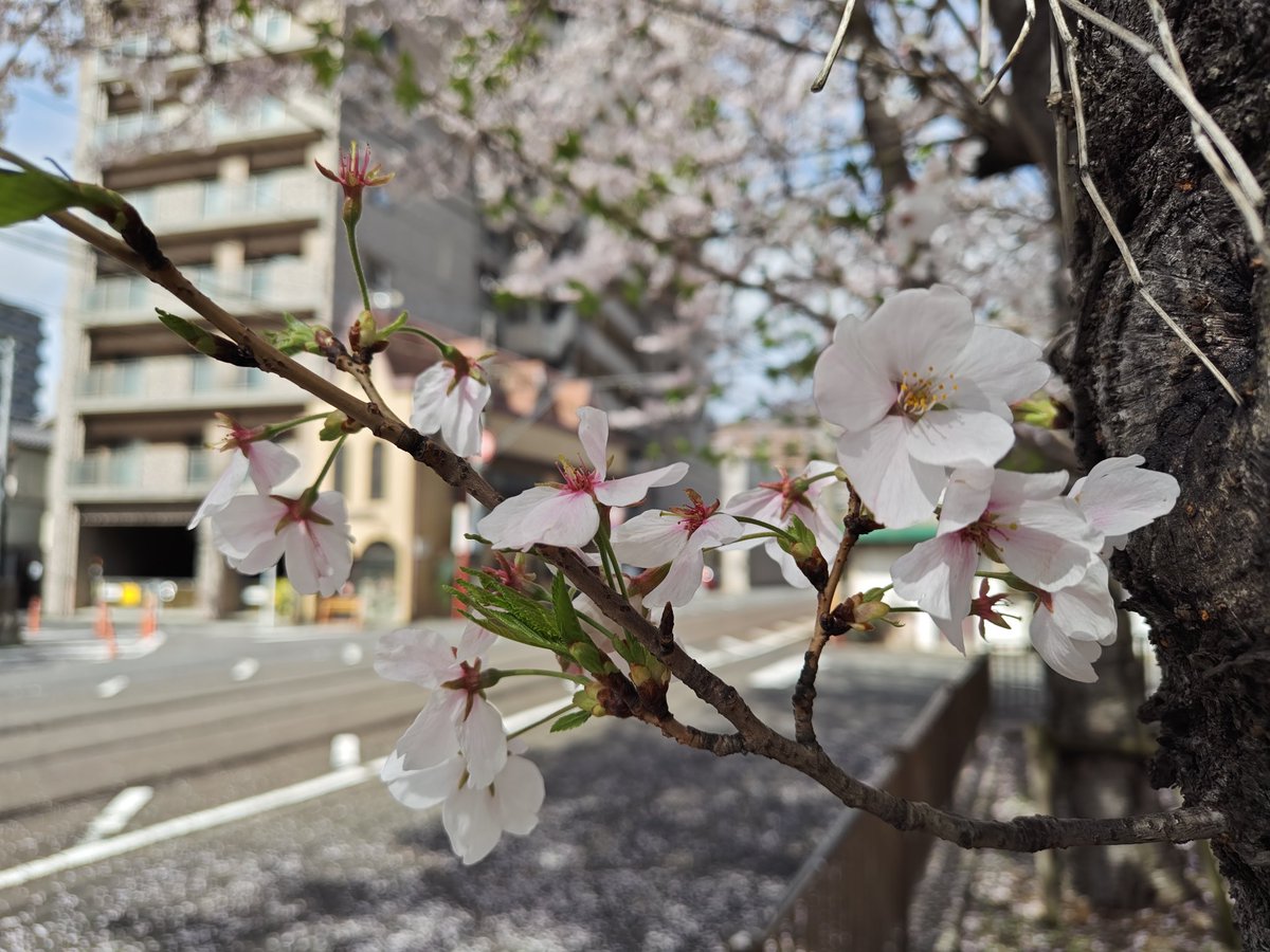 サーペント tweet media